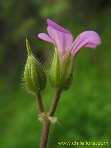 Фотография Geranium robertianum (). Щелкните, чтобы увеличить вырез.