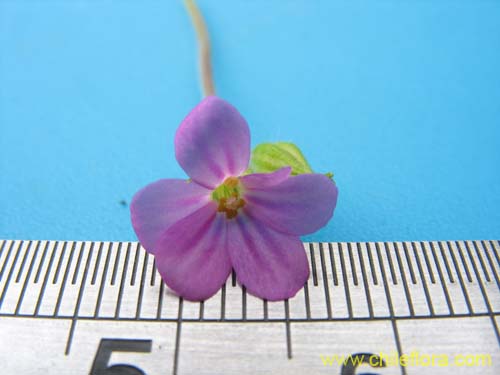 Geranium robertianum의 사진