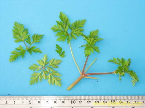 Imágen de Geranium robertianum (). Haga un clic para aumentar parte de imágen.