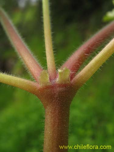 Фотография Geranium robertianum (). Щелкните, чтобы увеличить вырез.