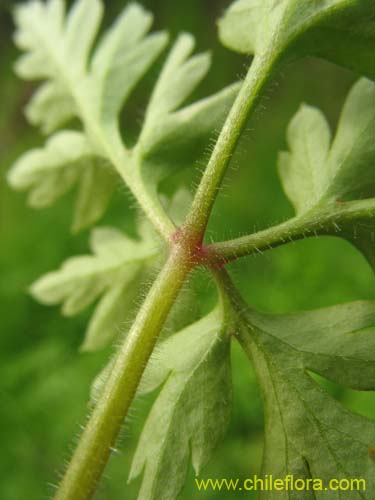 Фотография Geranium robertianum (). Щелкните, чтобы увеличить вырез.