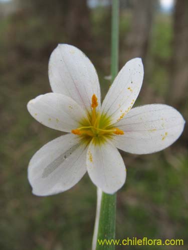 Фотография Sisyrinchium junceum var. depauperatum (). Щелкните, чтобы увеличить вырез.