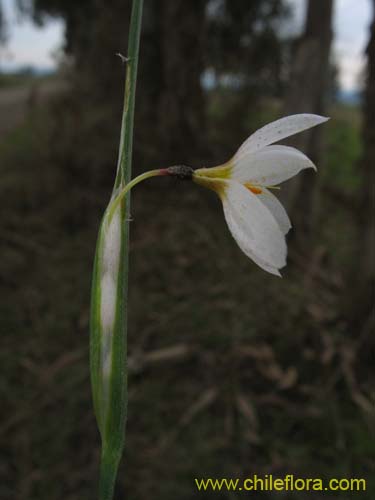 Image of Sisyrinchium junceum var. depauperatum (). Click to enlarge parts of image.