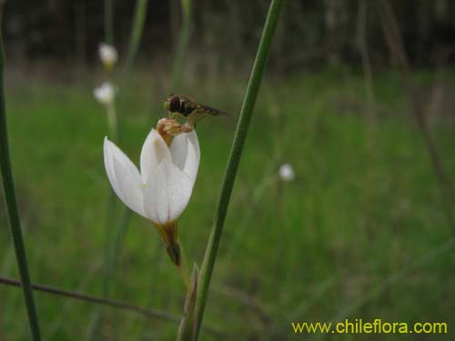 Image of Sisyrinchium junceum var. depauperatum (). Click to enlarge parts of image.