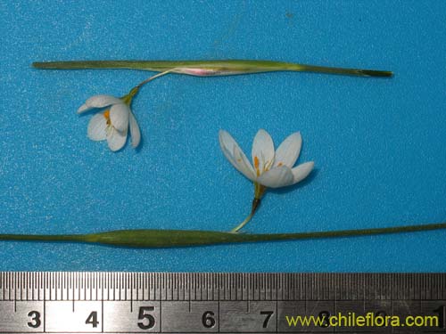 Sisyrinchium junceum var. depauperatumの写真