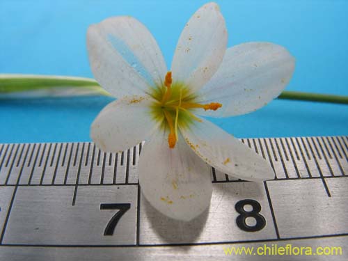 Image of Sisyrinchium junceum var. depauperatum (). Click to enlarge parts of image.