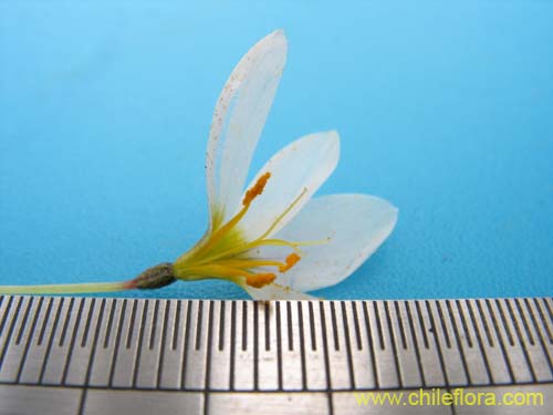 Image of Sisyrinchium junceum var. depauperatum (). Click to enlarge parts of image.