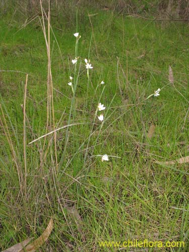 Image of Sisyrinchium junceum var. depauperatum (). Click to enlarge parts of image.