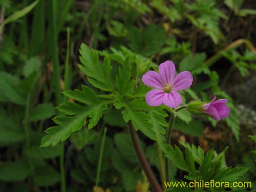 Фотография Geranium robertianum (). Щелкните, чтобы увеличить вырез.