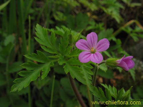 Bild von Geranium robertianum (). Klicken Sie, um den Ausschnitt zu vergrössern.