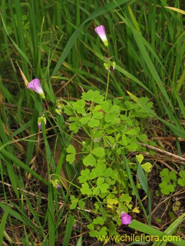 Bild von Oxalis arenaria (Vinagrillo / Culle). Klicken Sie, um den Ausschnitt zu vergrössern.