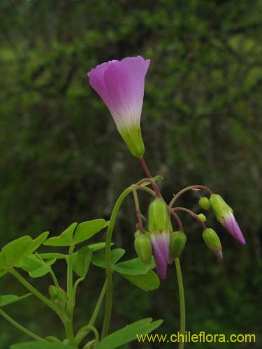 Bild von Oxalis arenaria (Vinagrillo / Culle). Klicken Sie, um den Ausschnitt zu vergrössern.