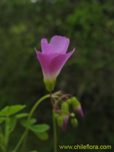 Bild von Oxalis arenaria (Vinagrillo / Culle). Klicken Sie, um den Ausschnitt zu vergrössern.