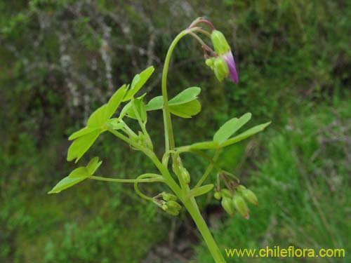 Bild von Oxalis arenaria (Vinagrillo / Culle). Klicken Sie, um den Ausschnitt zu vergrössern.