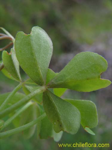 Bild von Oxalis arenaria (Vinagrillo / Culle). Klicken Sie, um den Ausschnitt zu vergrössern.