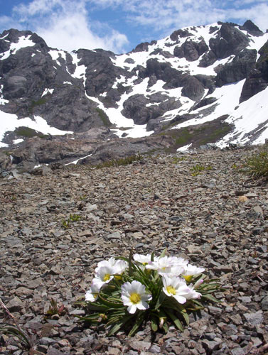 A view of Calandrinia Affinis with Cerro Peine in the background, Vilches, Lircay, Chile