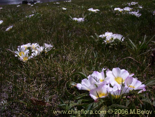 Image of Calandrina colchagüensis (Quiaca). Click to enlarge parts of image.