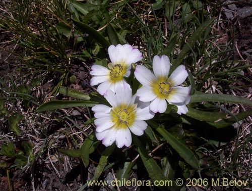 Bild von Calandrina colchagüensis (Quiaca). Klicken Sie, um den Ausschnitt zu vergrössern.