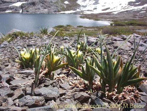 Imágen de Olsynium frigidum (chamelo). Haga un clic para aumentar parte de imágen.