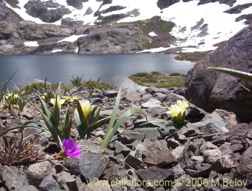 Imágen de Montiopsis gayana (Quiaca rosada). Haga un clic para aumentar parte de imágen.