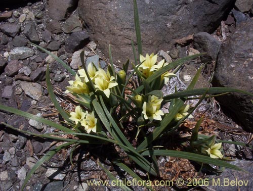 Фотография Olsynium frigidum (chamelo). Щелкните, чтобы увеличить вырез.