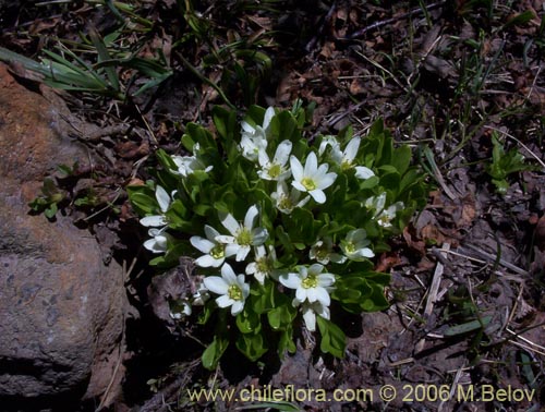 Image of Unidentified Plant sp. #3076 (). Click to enlarge parts of image.