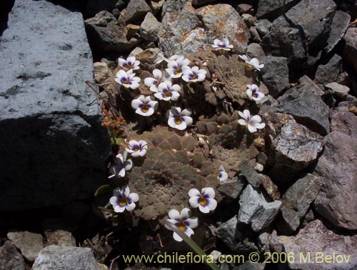 Bild von Viola congesta (Violeta de los volcanes). Klicken Sie, um den Ausschnitt zu vergrössern.