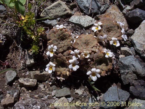 Image of Viola congesta (Violeta de los volcanes). Click to enlarge parts of image.