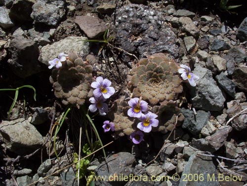 Imágen de Viola congesta (Violeta de los volcanes). Haga un clic para aumentar parte de imágen.