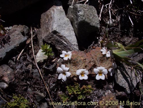 Image of Viola congesta (Violeta de los volcanes). Click to enlarge parts of image.