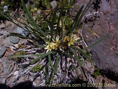 Imágen de Olsynium frigidum (chamelo). Haga un clic para aumentar parte de imágen.