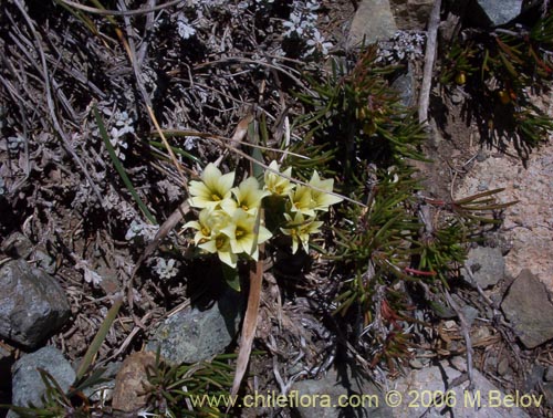 Imágen de Olsynium frigidum (chamelo). Haga un clic para aumentar parte de imágen.