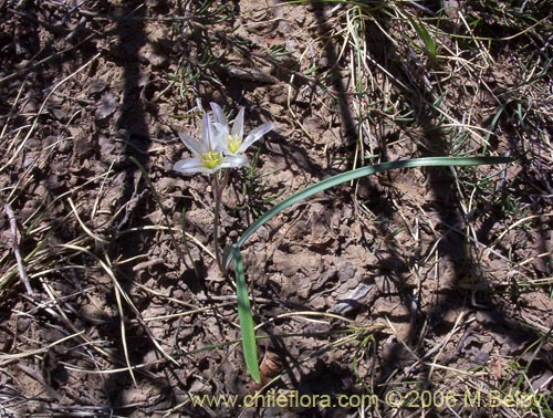 Image of Tristagma bivalve (). Click to enlarge parts of image.