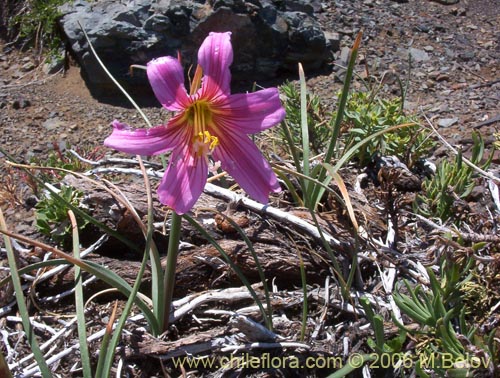 Фотография Rhodophiala rhodolirion (Añañuca de cordillera). Щелкните, чтобы увеличить вырез.