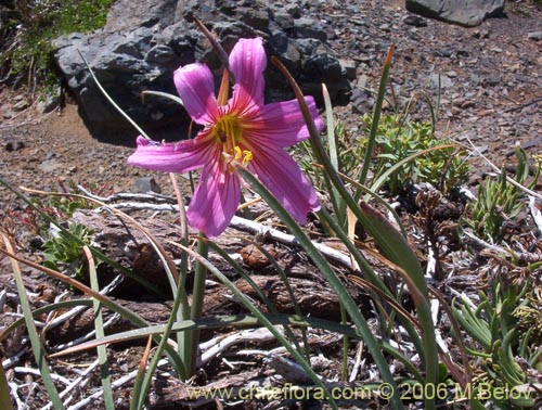 Bild von Rhodophiala rhodolirion (Añañuca de cordillera). Klicken Sie, um den Ausschnitt zu vergrössern.