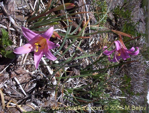 Imágen de Rhodophiala rhodolirion (Añañuca de cordillera). Haga un clic para aumentar parte de imágen.