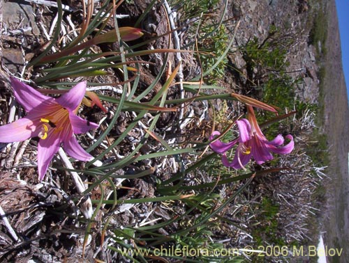 Фотография Rhodophiala rhodolirion (Añañuca de cordillera). Щелкните, чтобы увеличить вырез.