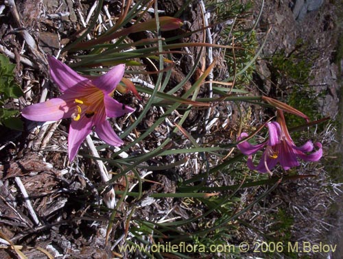 Imágen de Rhodophiala rhodolirion (Añañuca de cordillera). Haga un clic para aumentar parte de imágen.