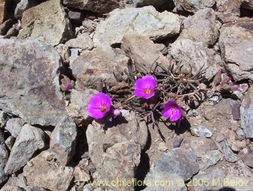 Imágen de Montiopsis gayana (Quiaca rosada). Haga un clic para aumentar parte de imágen.