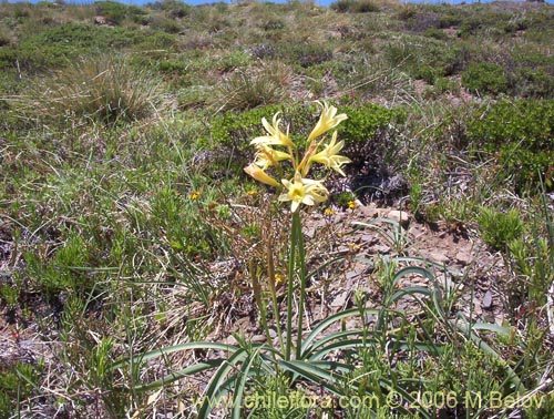 Image of Rhodophiala montana (Añañuca de las montañas). Click to enlarge parts of image.