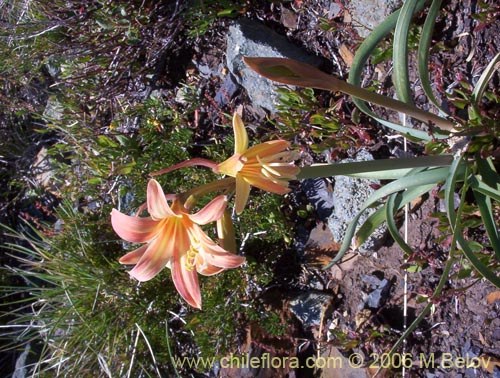 Фотография Rhodophiala montana (Añañuca de las montañas). Щелкните, чтобы увеличить вырез.