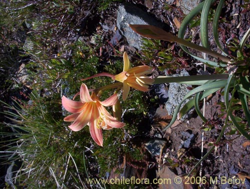 Image of Rhodophiala montana (Añañuca de las montañas). Click to enlarge parts of image.