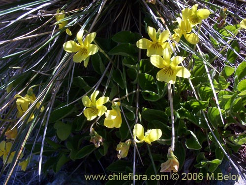 Image of Viola maculata (Violeta amarilla). Click to enlarge parts of image.