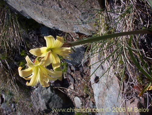 Image of Rhodophiala montana (Añañuca de las montañas). Click to enlarge parts of image.