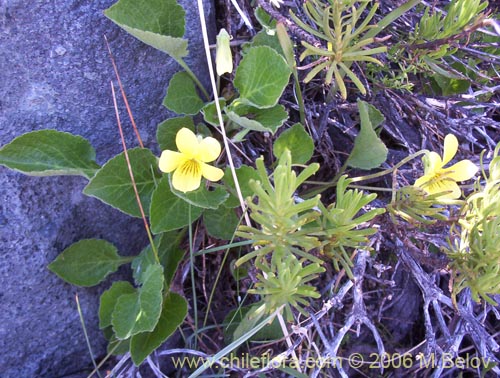 Image of Viola maculata (Violeta amarilla). Click to enlarge parts of image.