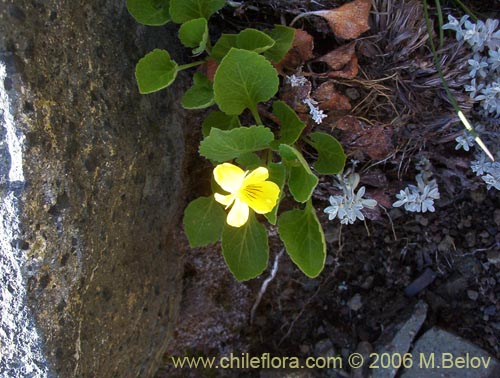 Image of Viola maculata (Violeta amarilla). Click to enlarge parts of image.