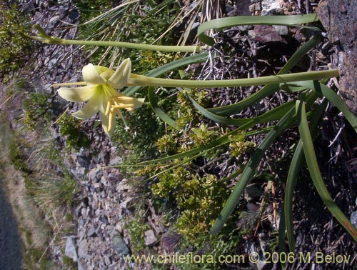 Фотография Rhodophiala montana (Añañuca de las montañas). Щелкните, чтобы увеличить вырез.