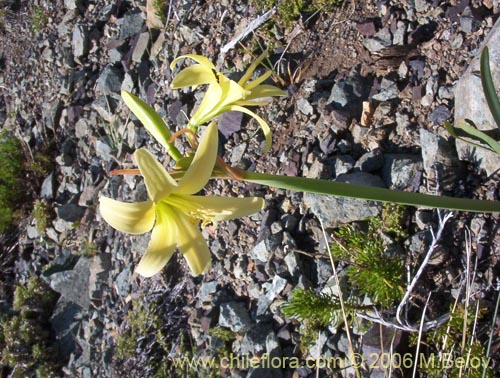 Фотография Rhodophiala montana (Añañuca de las montañas). Щелкните, чтобы увеличить вырез.