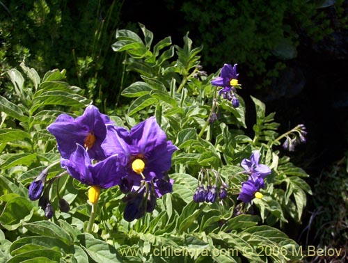 Imágen de Solanum etuberosum (Tomatillo de flores grandes). Haga un clic para aumentar parte de imágen.