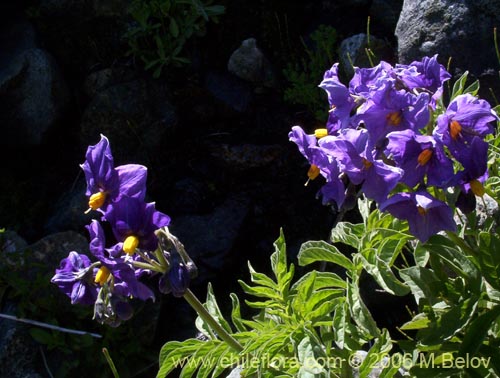 Imágen de Solanum etuberosum (Tomatillo de flores grandes). Haga un clic para aumentar parte de imágen.